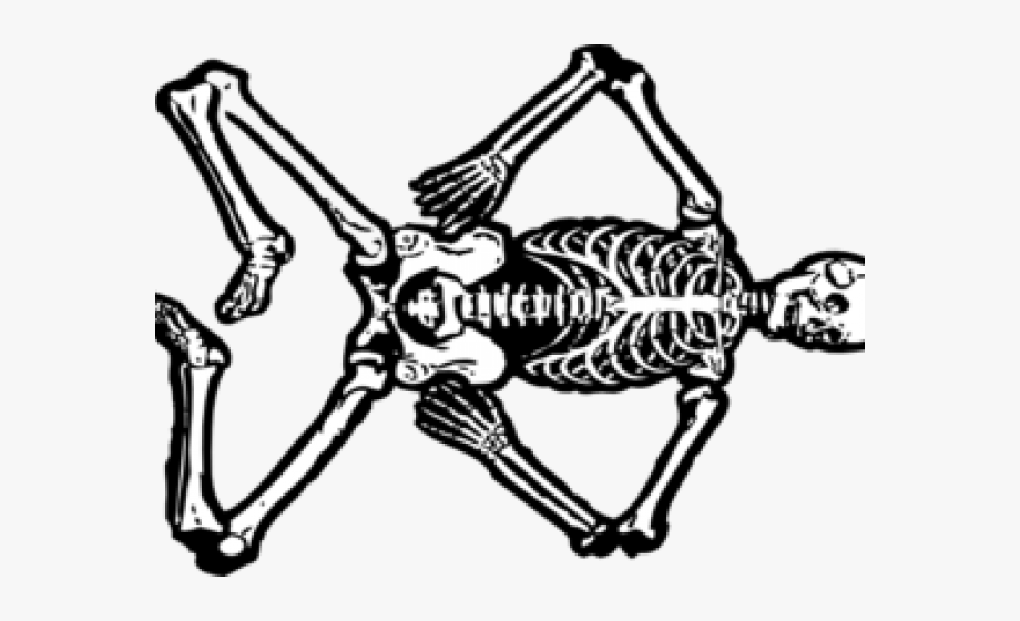 Clipart skeleton skeltons. Skeletons cliparts human free