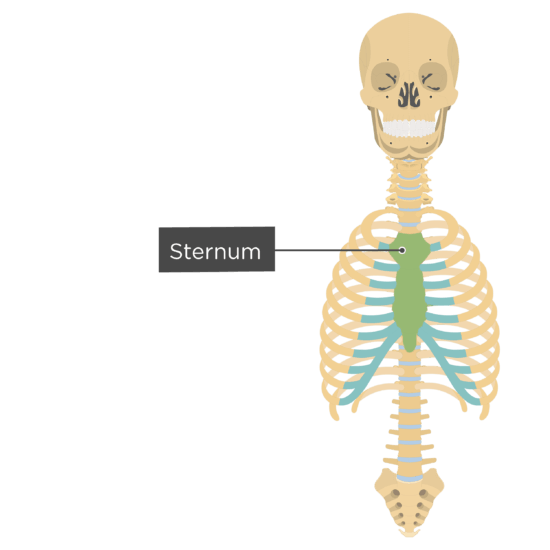 clipart skeleton smart