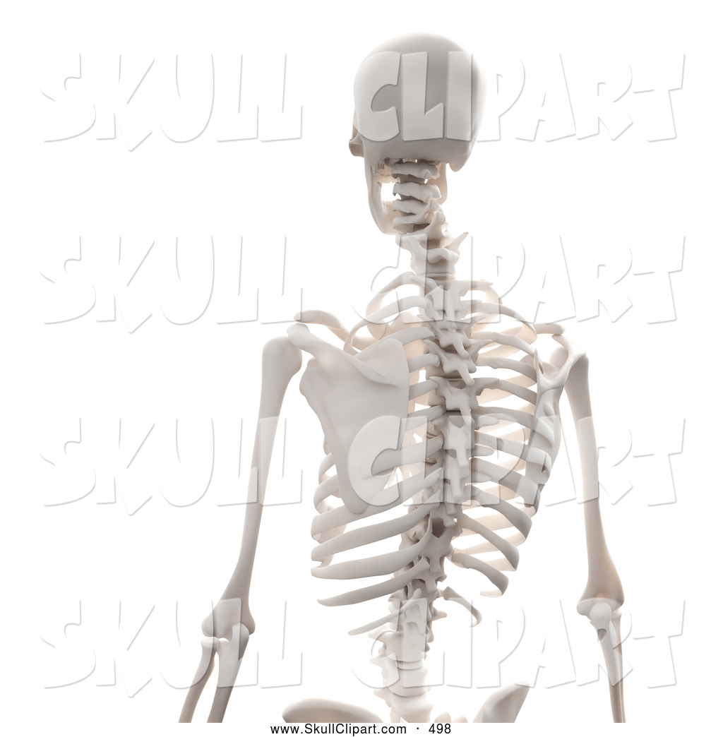 clipart skeleton spine