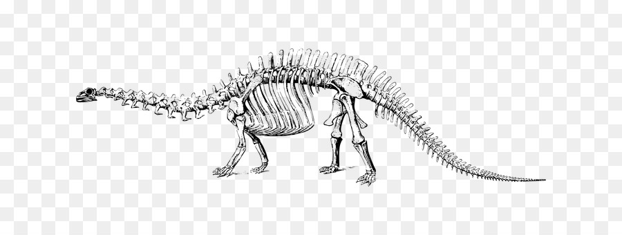 Clipart skeleton stegosaurus. Dinosaur drawing sketch 
