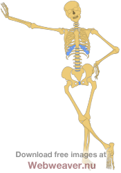skeleton clipart fist