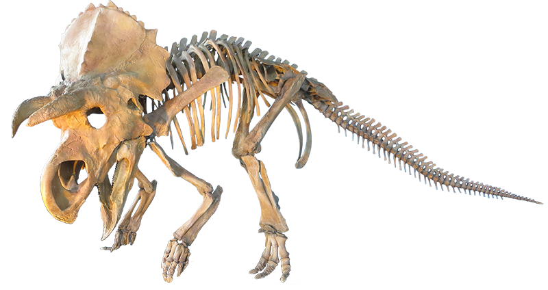 clipart skeleton triceratops