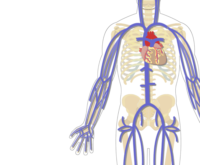 Clipart skeleton unlabelled. The major systemic veins