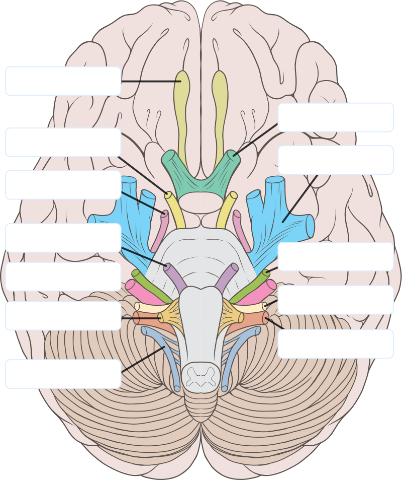 Liver clipart unlabeled. Learning the cranial nerves