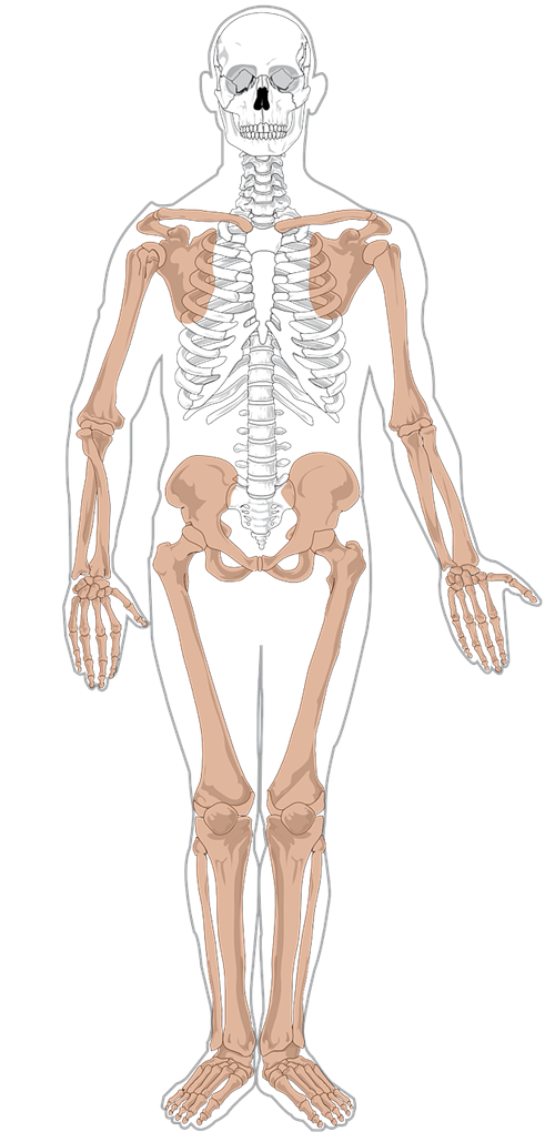 clipart skeleton vector
