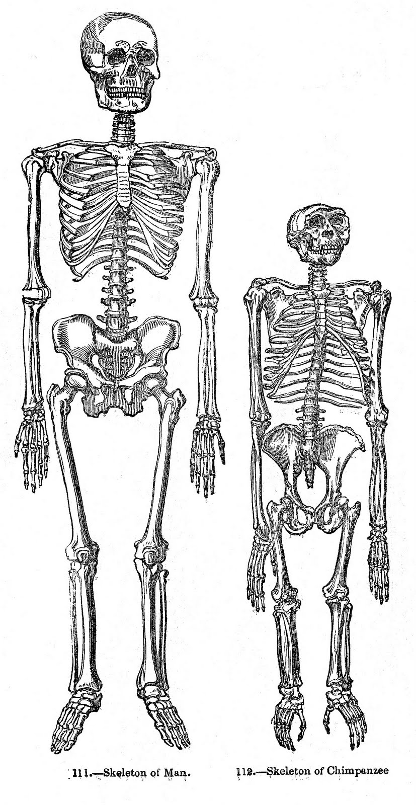Clipart skeleton vintage skeleton. Halloween clip art skeletons