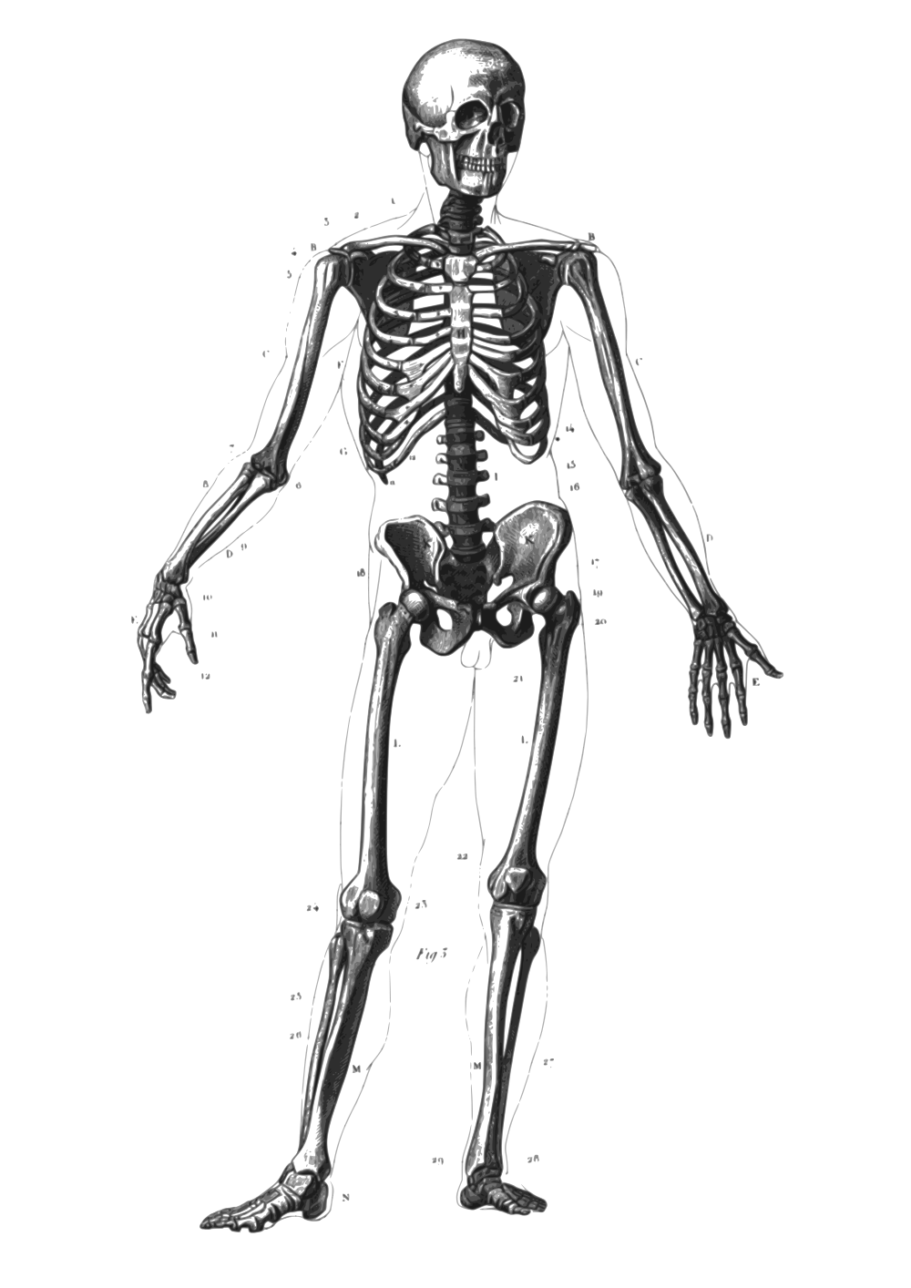 Clipart skeleton vintage skeleton. Sleleton calcium pencil and