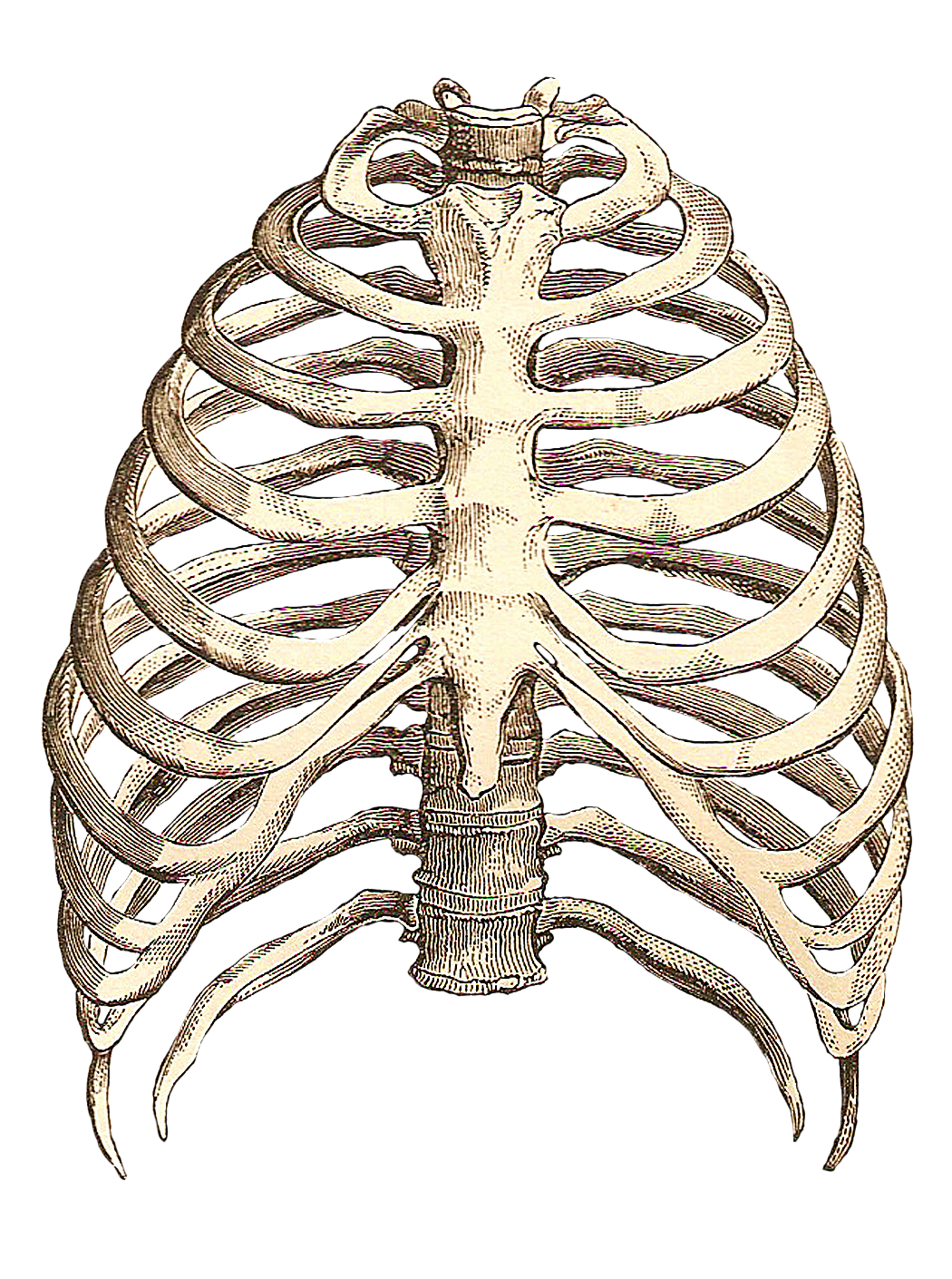 Clipart skeleton vintage skeleton. Catnipstudiocollage free clip art