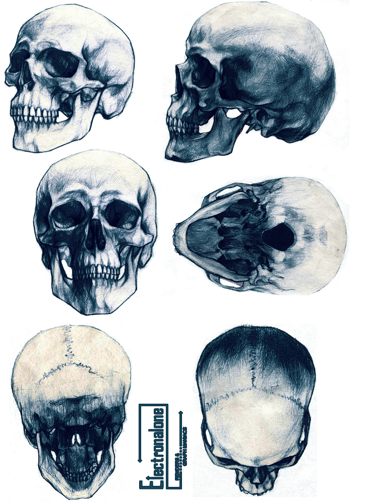clipart skull angle