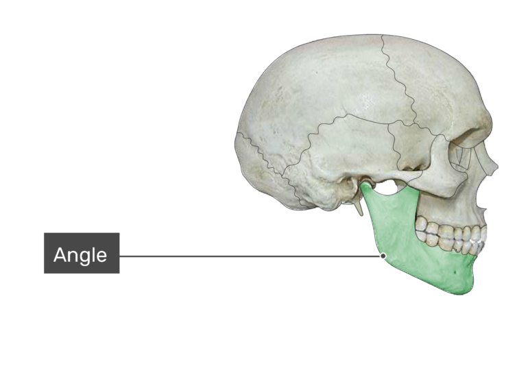 clipart skull angle