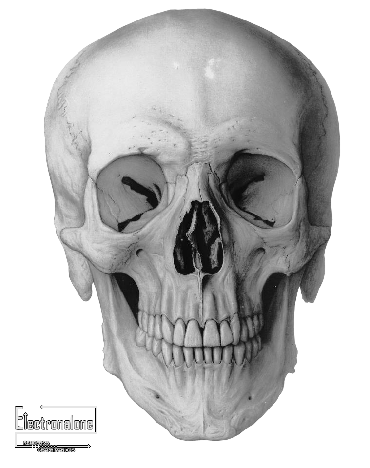 clipart skull angle
