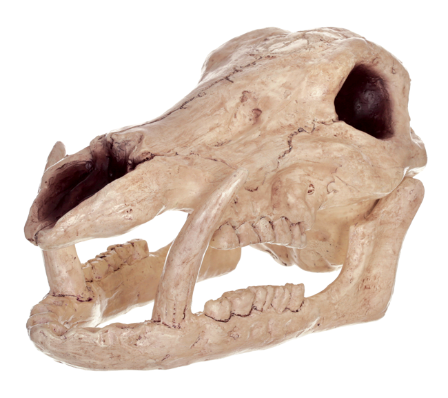 clipart skull boar