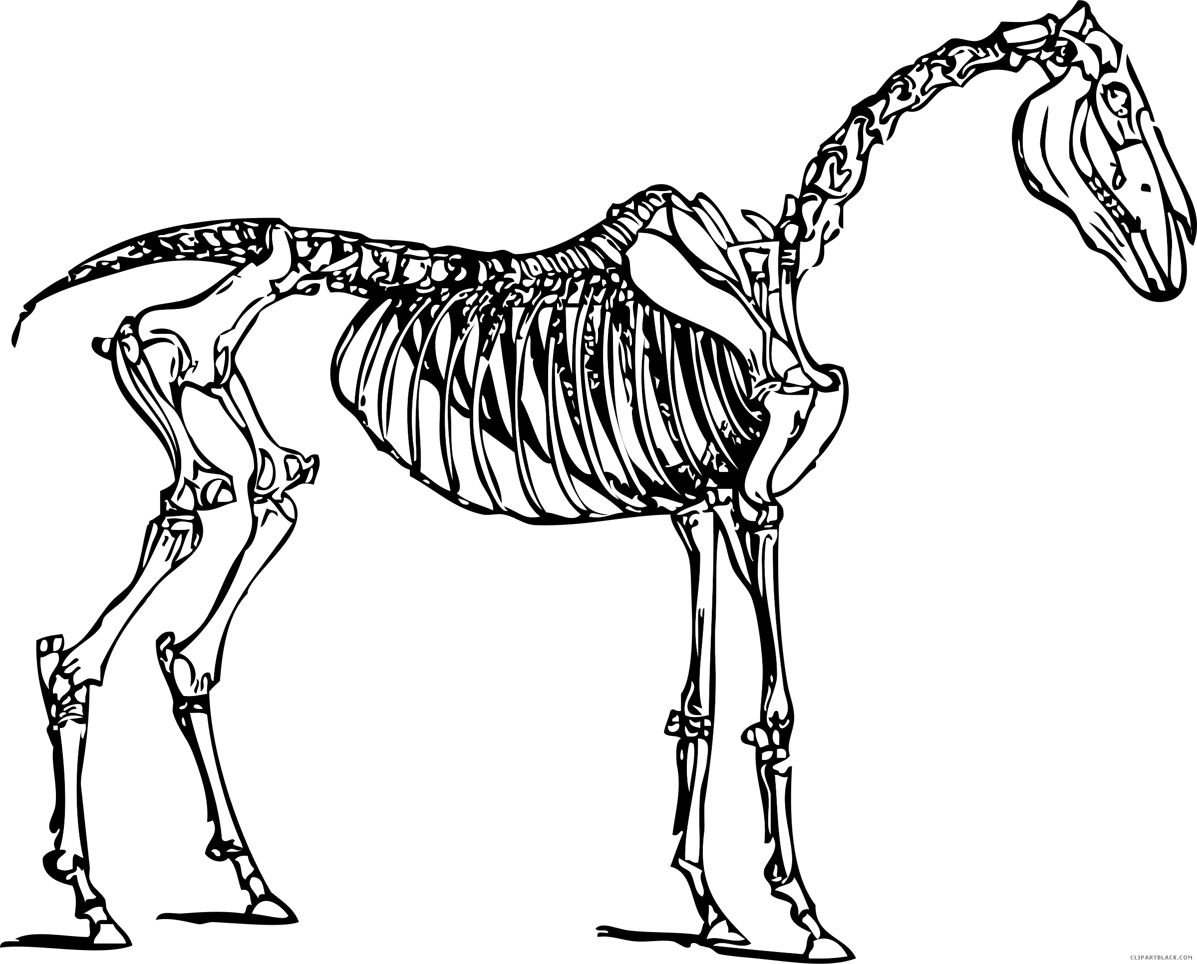 clipart skull horse