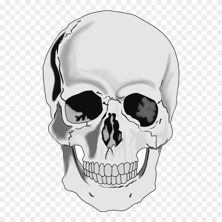 clipart skull human skull