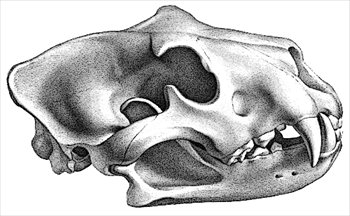 clipart skull lion