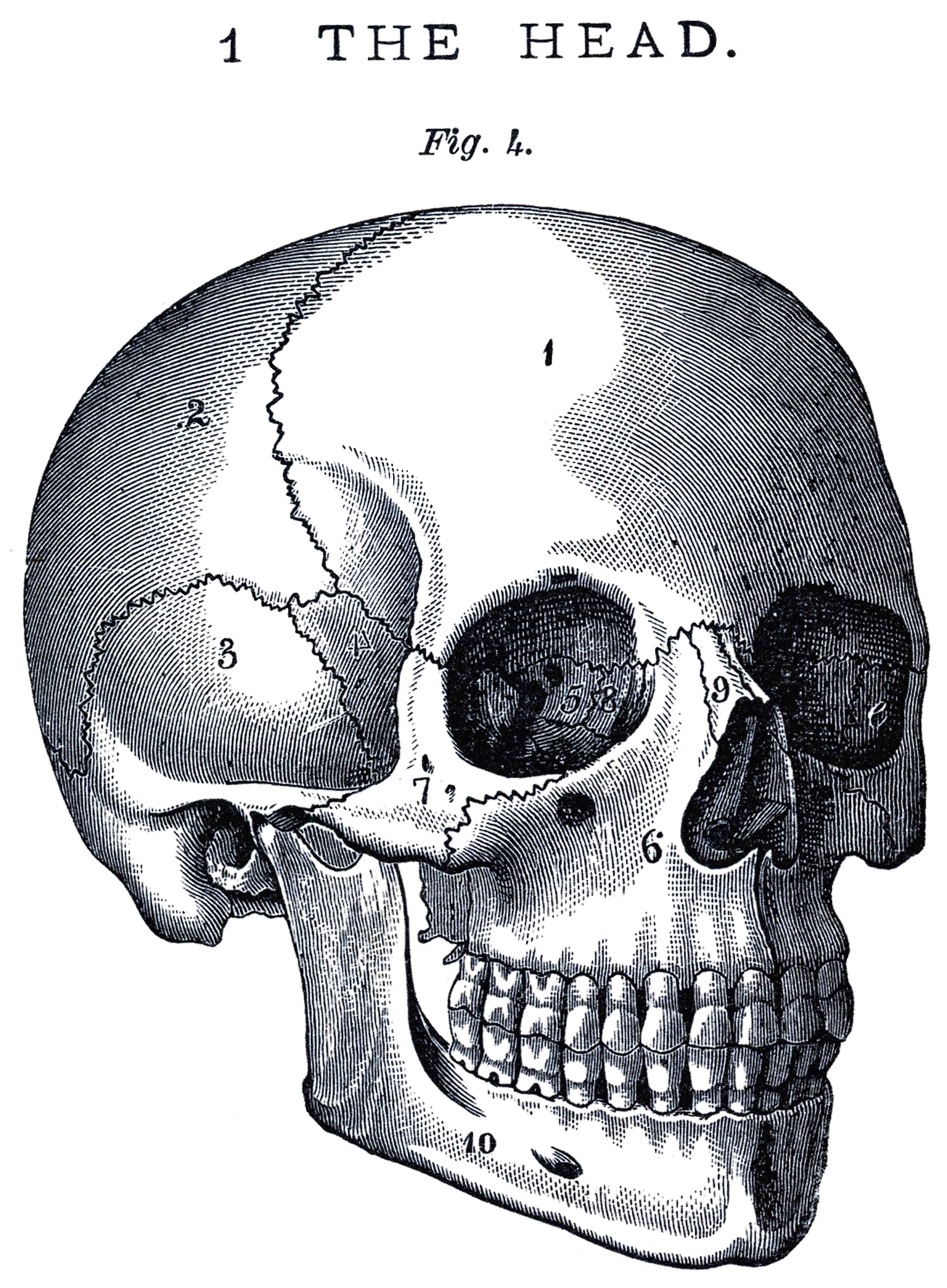clipart skull victorian