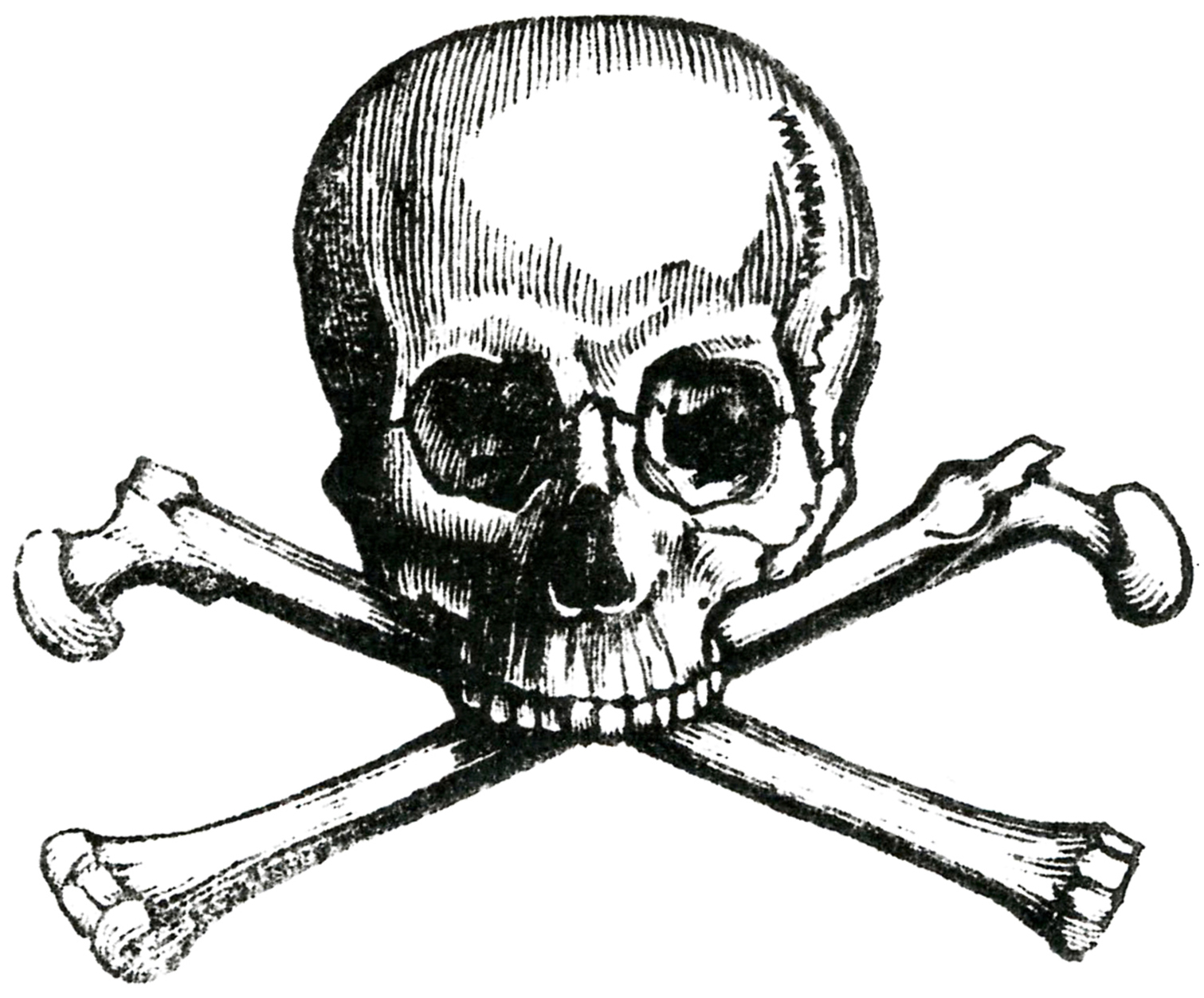 skeleton clipart skull cross bone