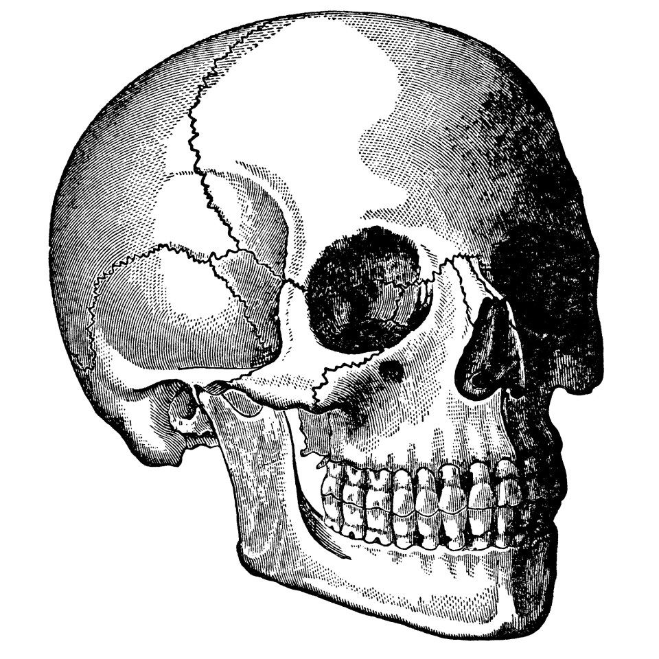 clipart skull vintage