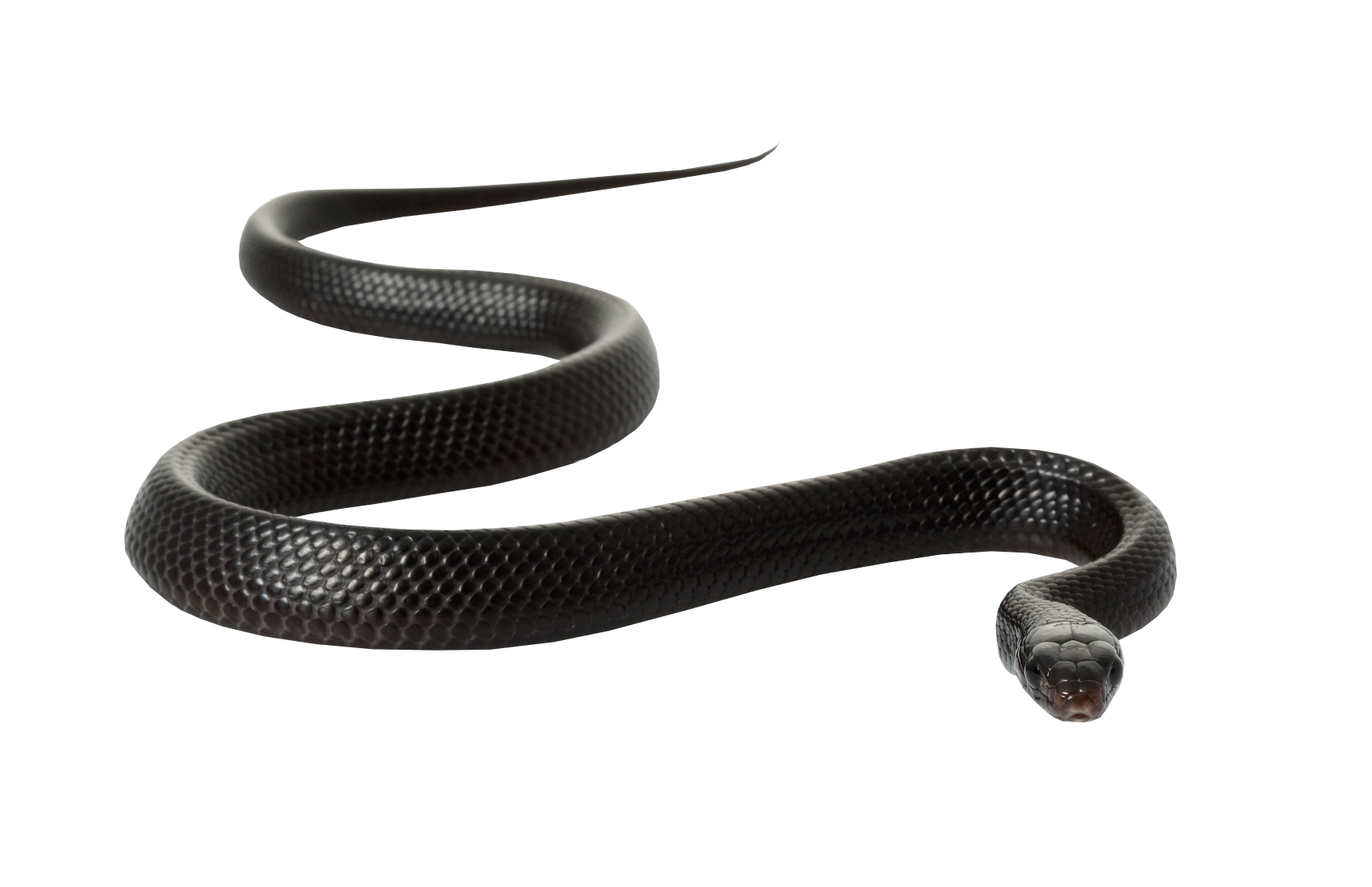 clipart snake black mamba