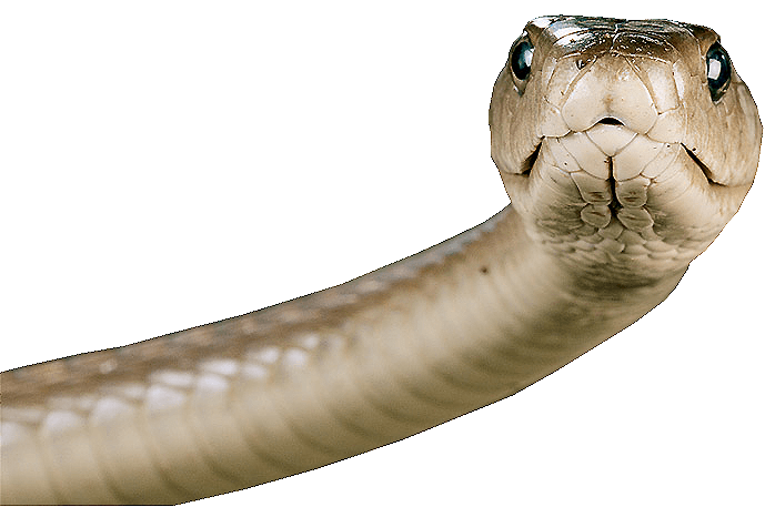snake clipart boa constrictor