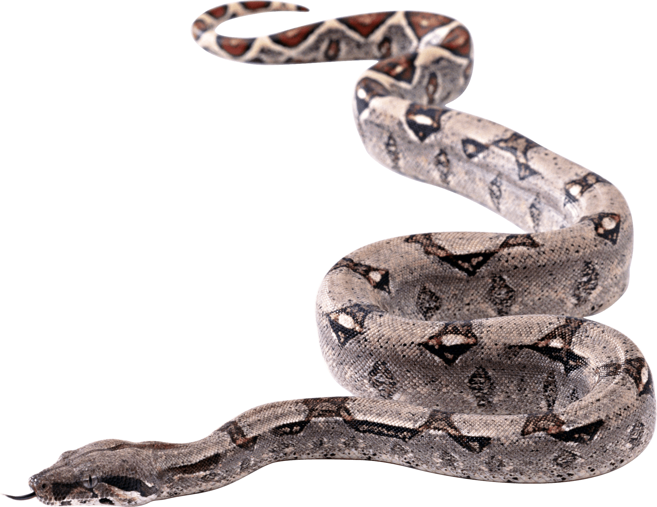 snake clipart boa constrictor