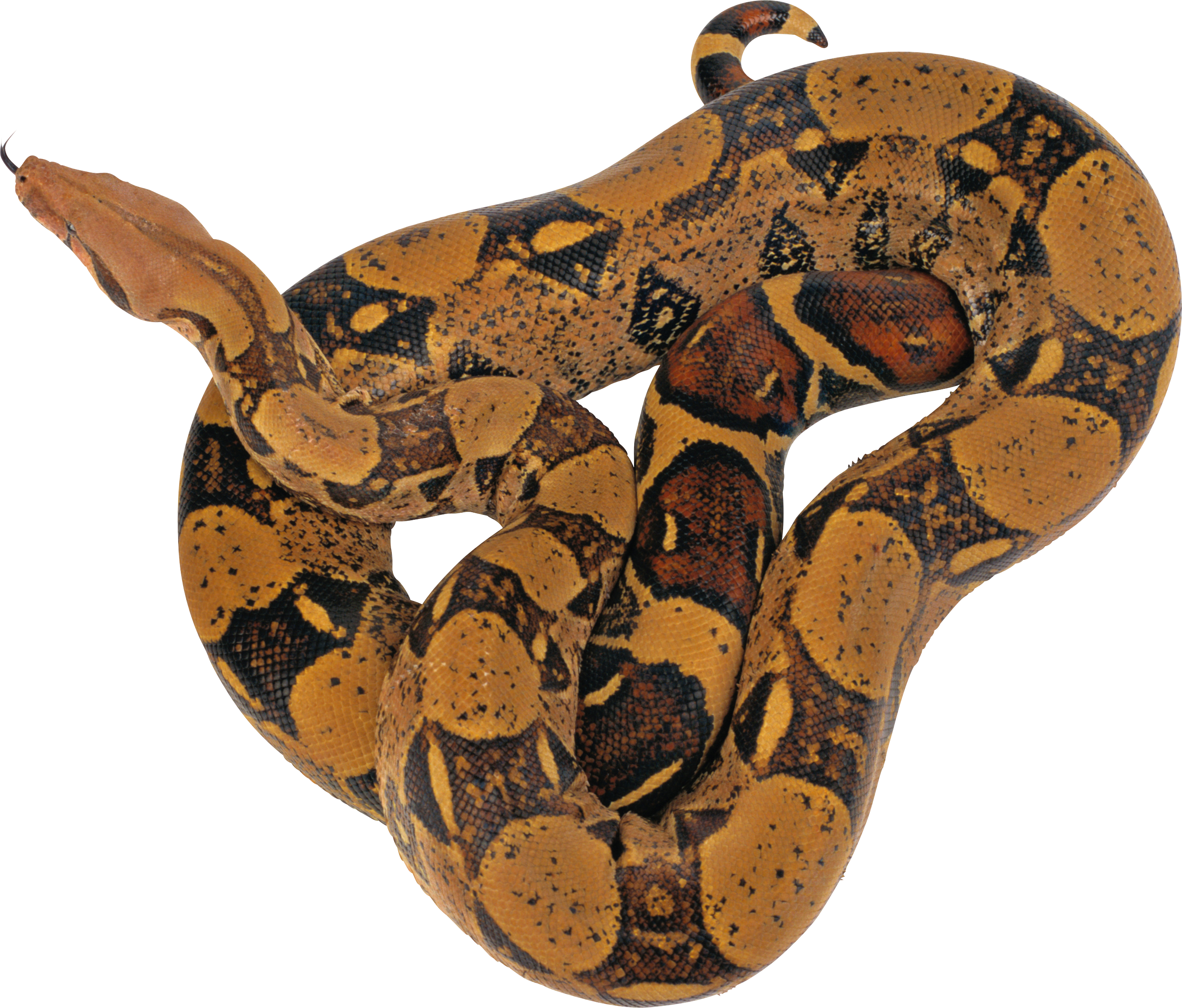 yellow boa constrictor png