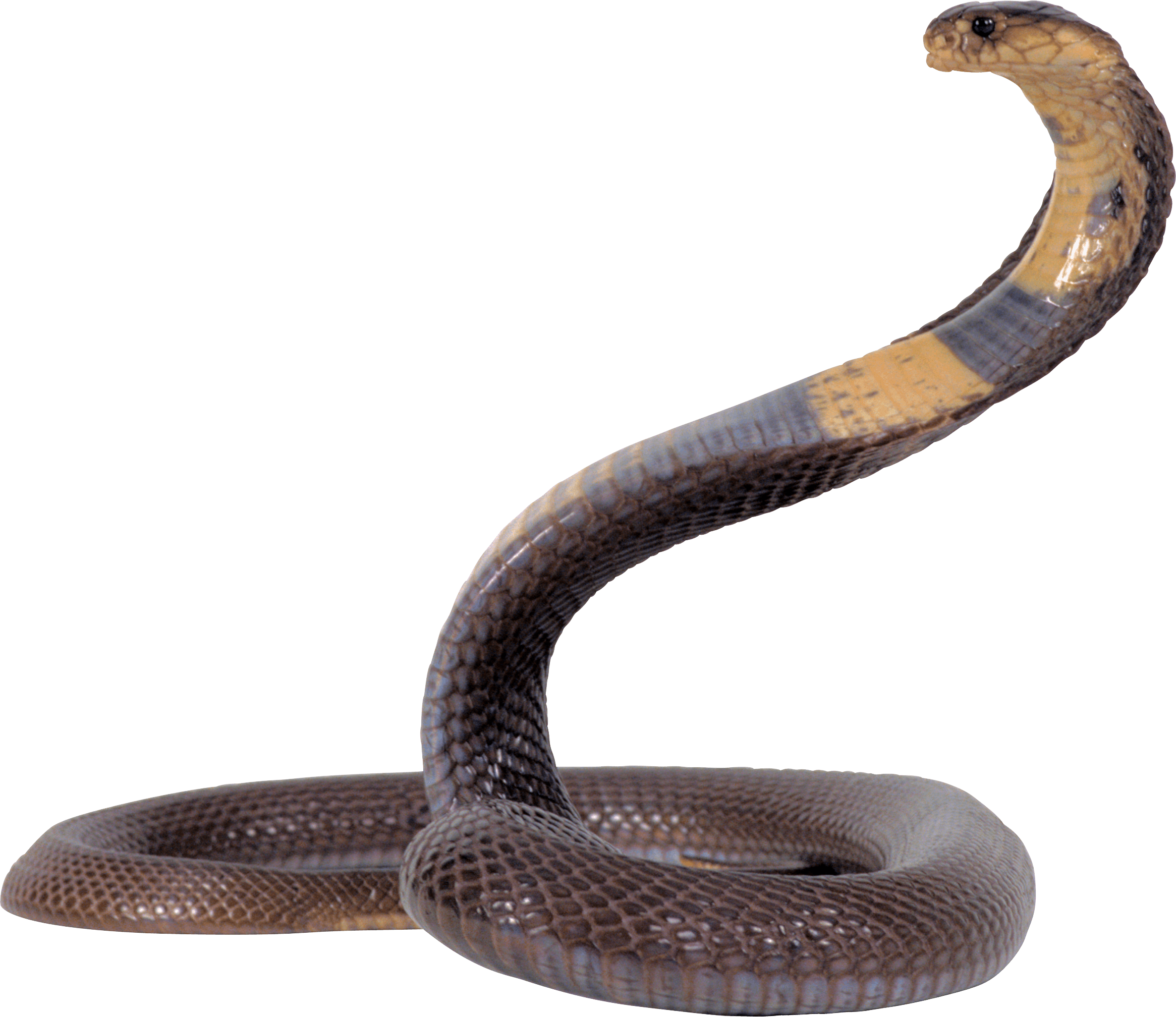 Clipart snake brown snake. Black and yellow png