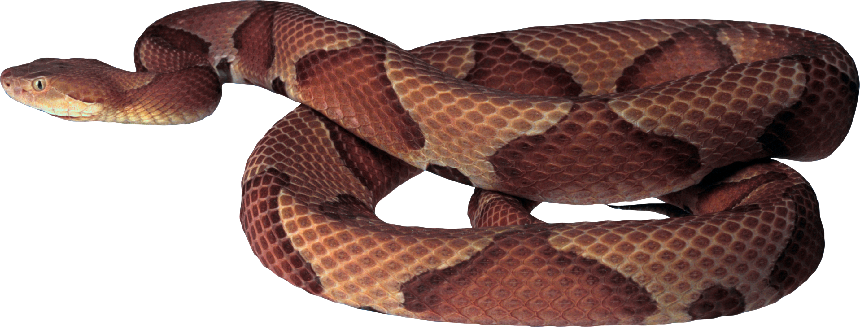 Snake brown snake
