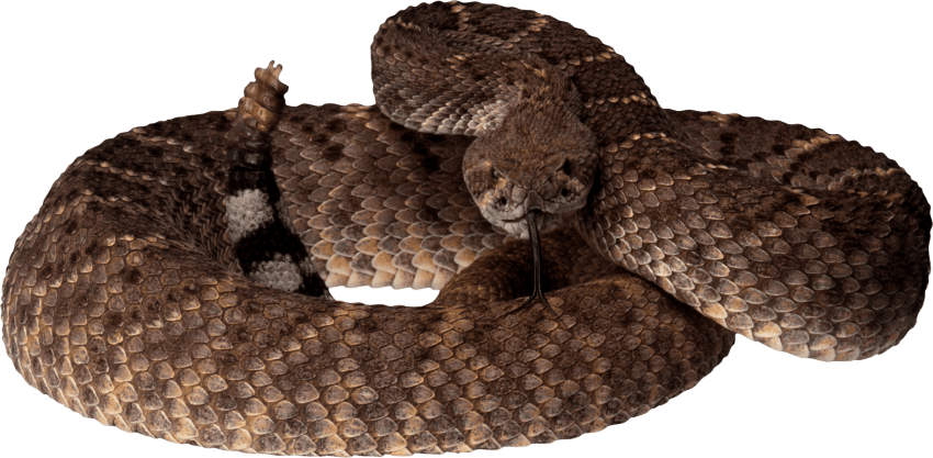 Clipart snake brown snake. Png free images toppng