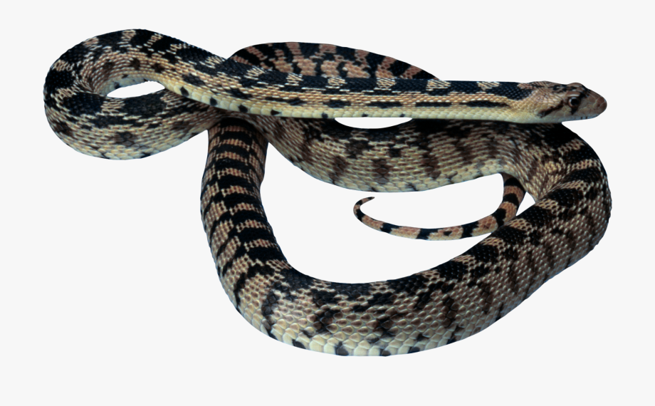 snake clipart gopher snake