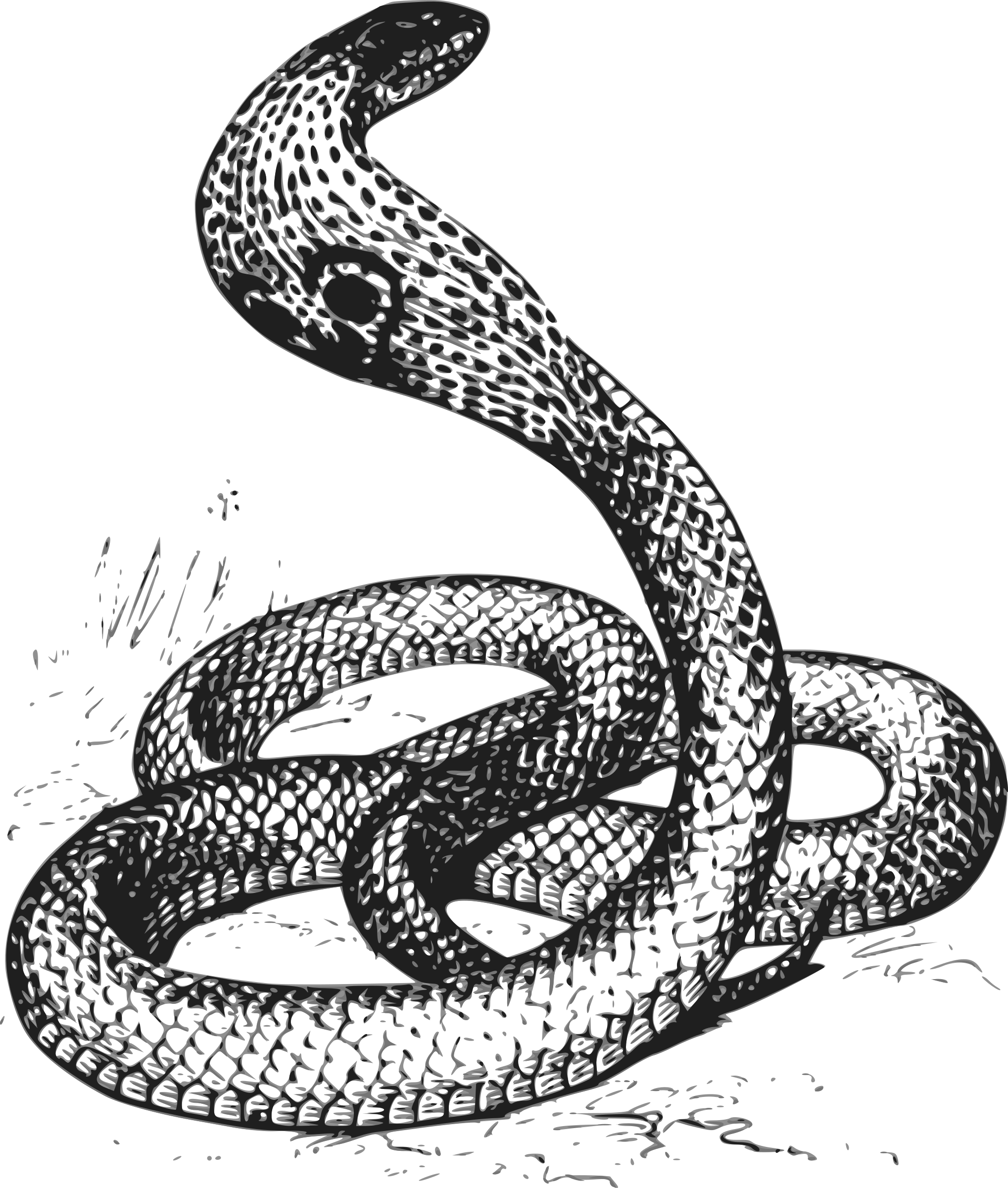 cobra clipart snakeblack