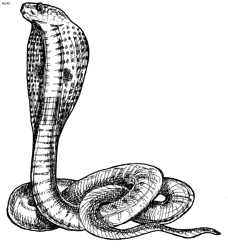 snake clipart cobra