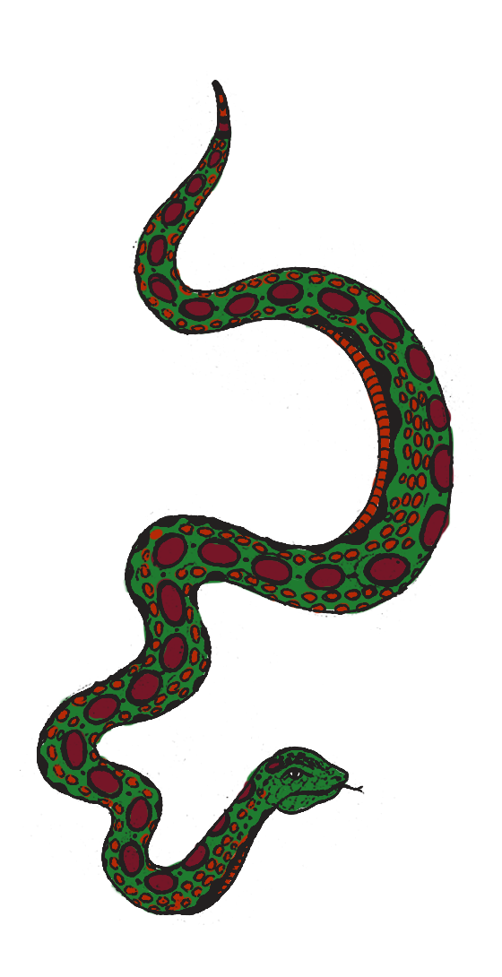 clipart snake colourful