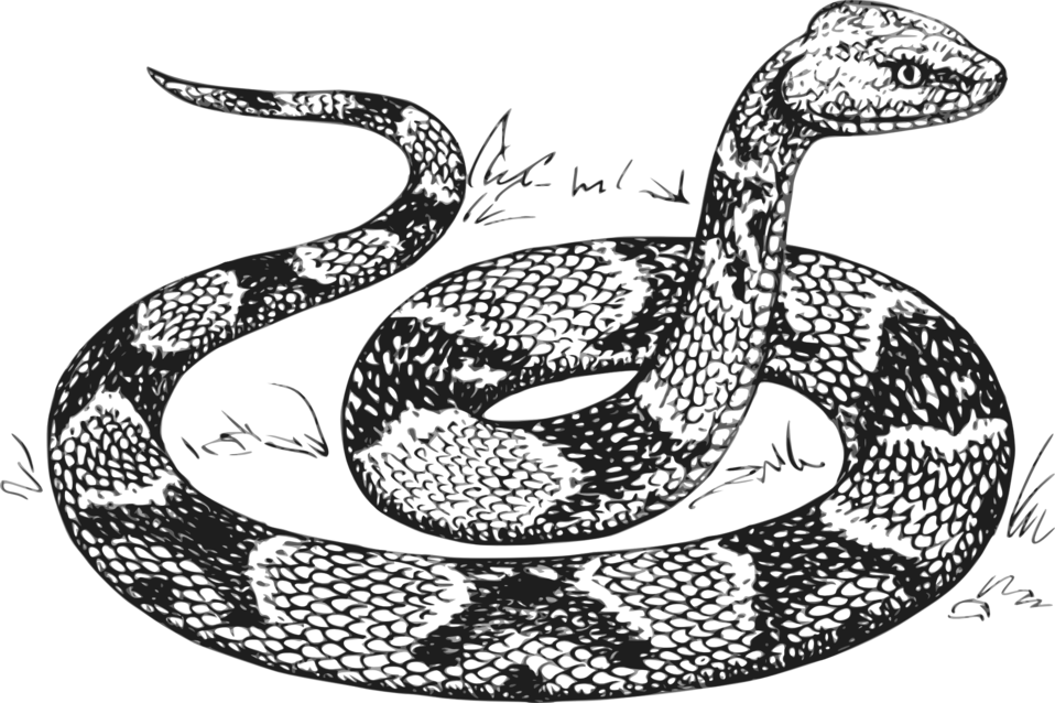 Public domain clip art. Clipart snake copperhead