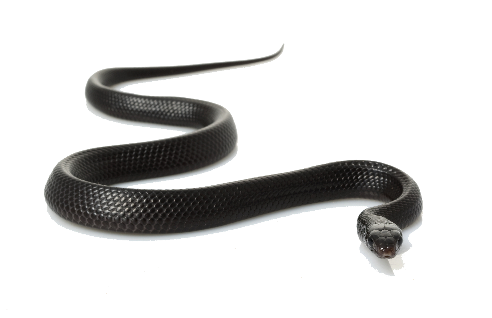 clipart snake file