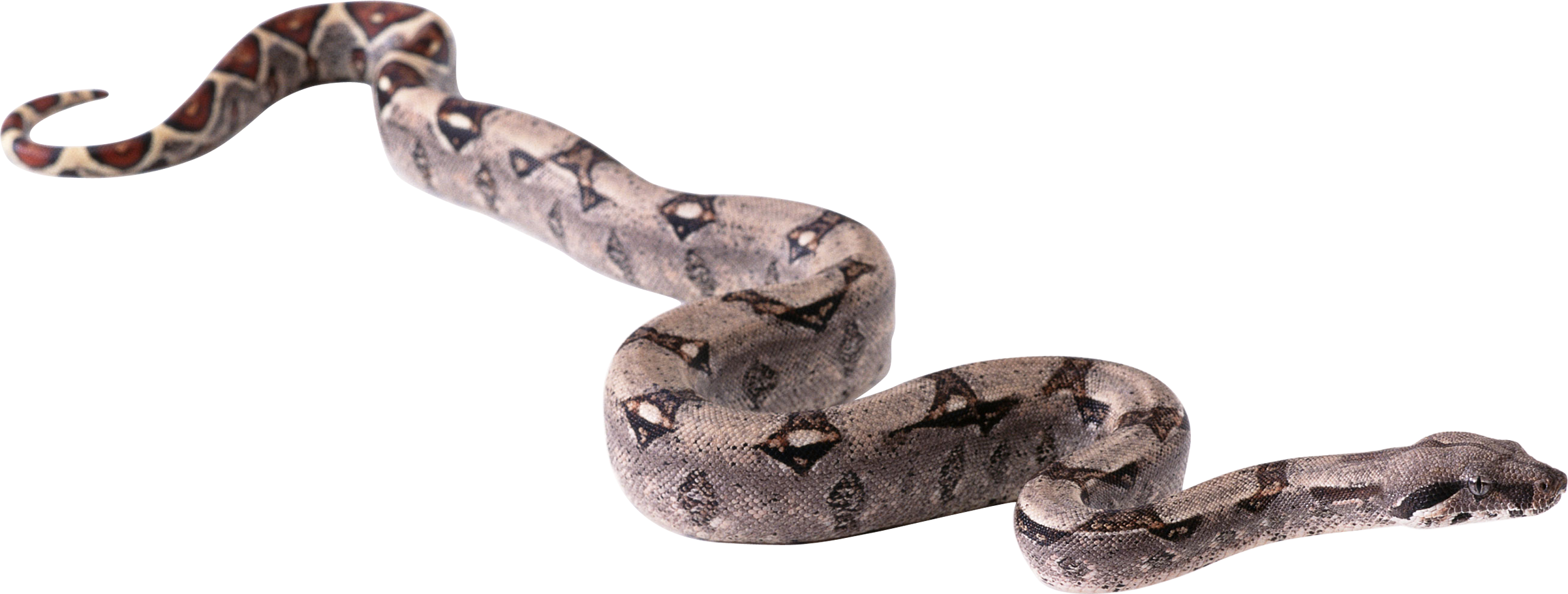 Snake boa constrictor