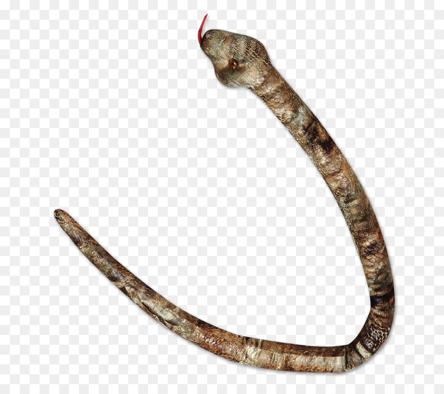 clipart snake gopher snake