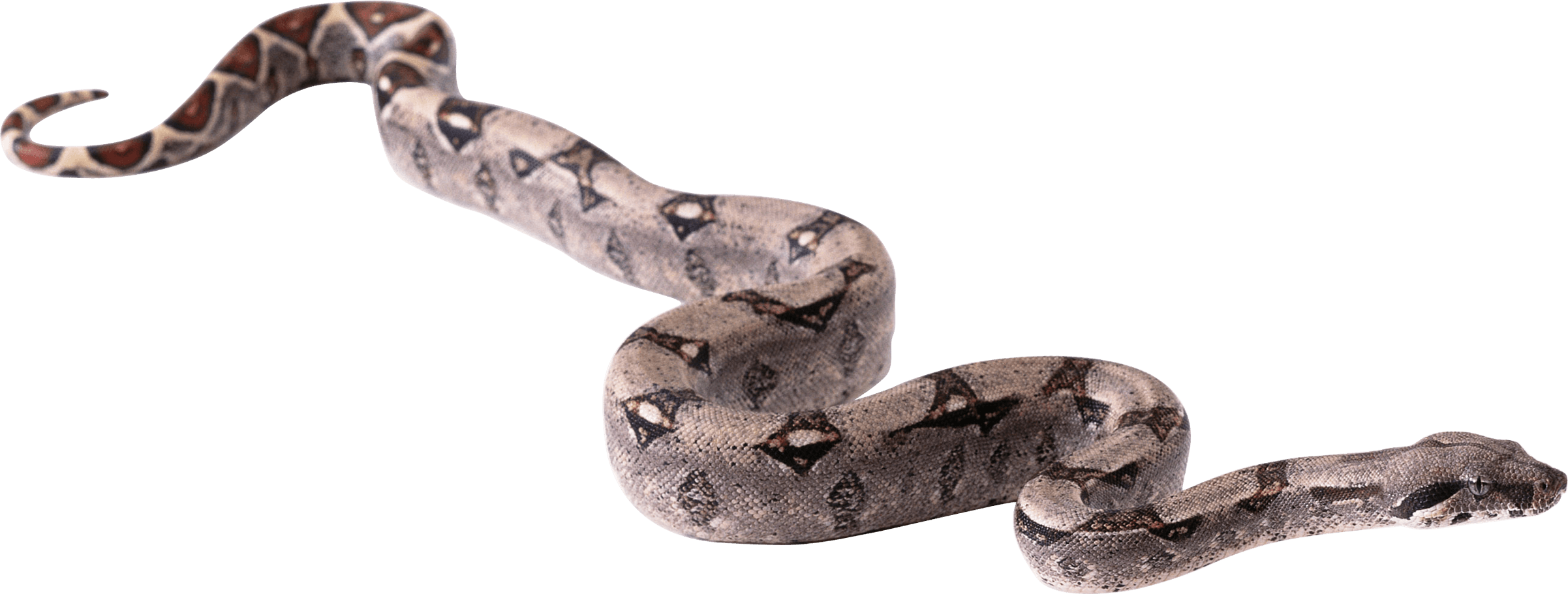 Clipart snake realistic. Python long free collection