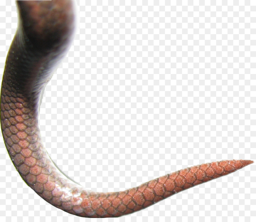 snake clipart tail