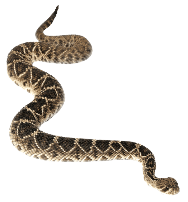 clipart snake transparent background