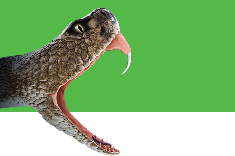 clipart snake water moccasin