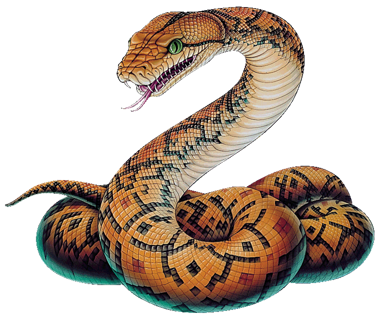 Clipart snake wild animal. Drop down pinterest pictures