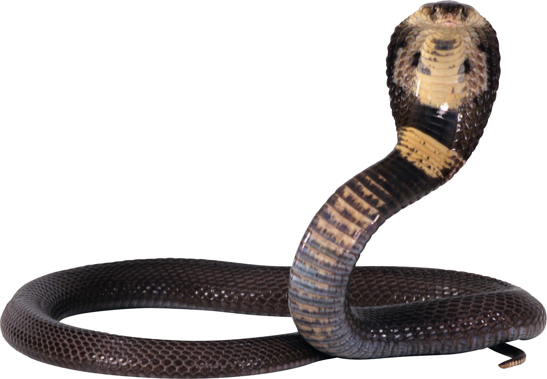 Clipart snake wild animal. Cobra png image free