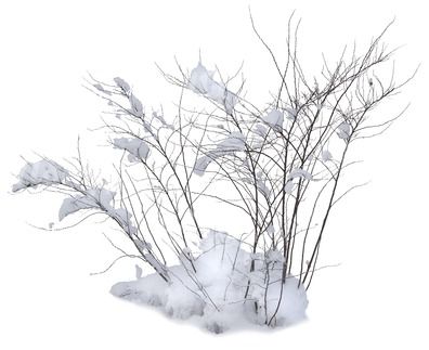 clipart snow bush