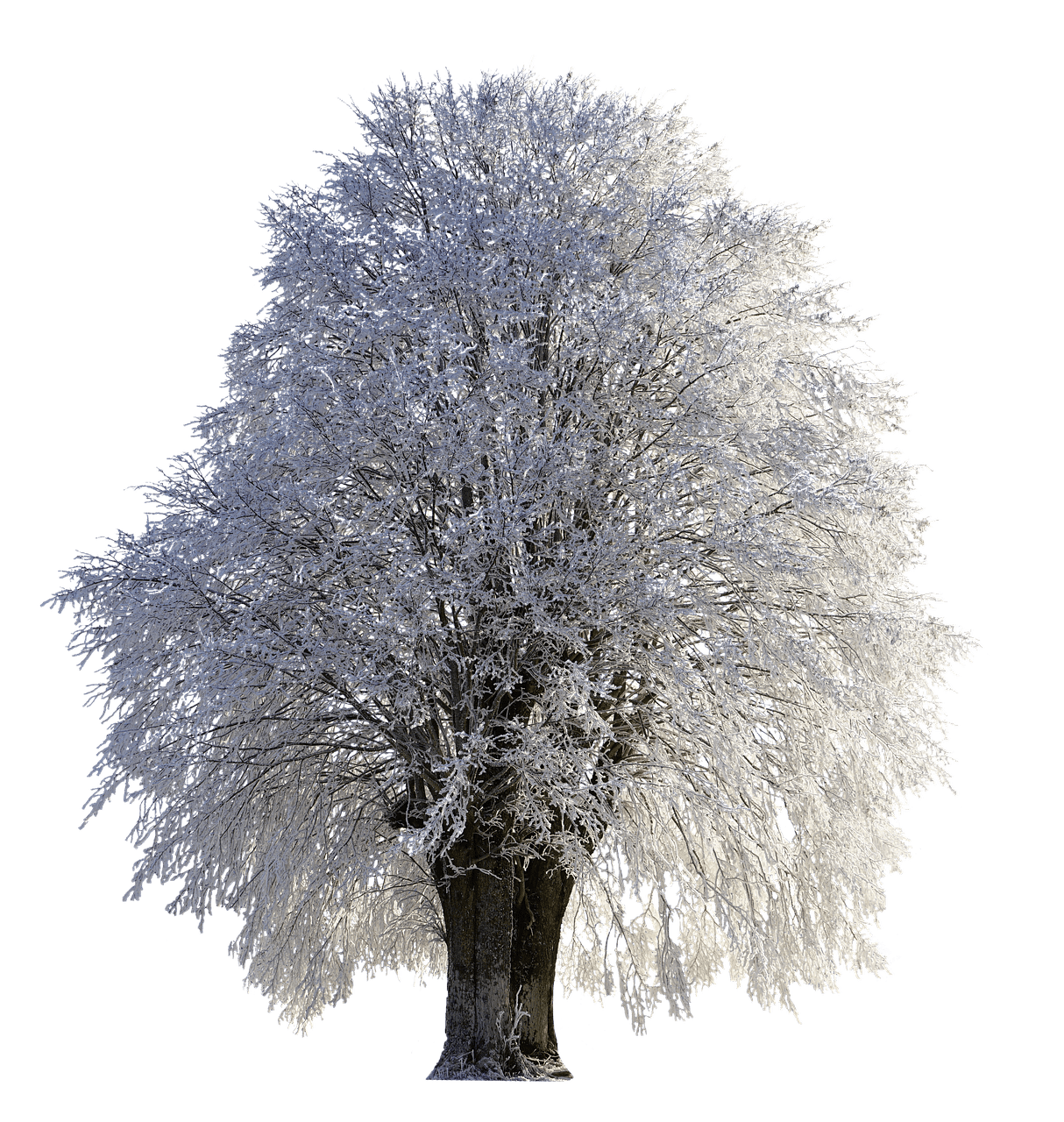 clipart snow frost