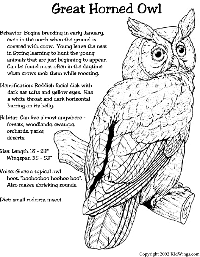 Great horned owl other. Owls clipart row