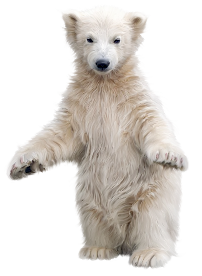 clipart snow polar bear