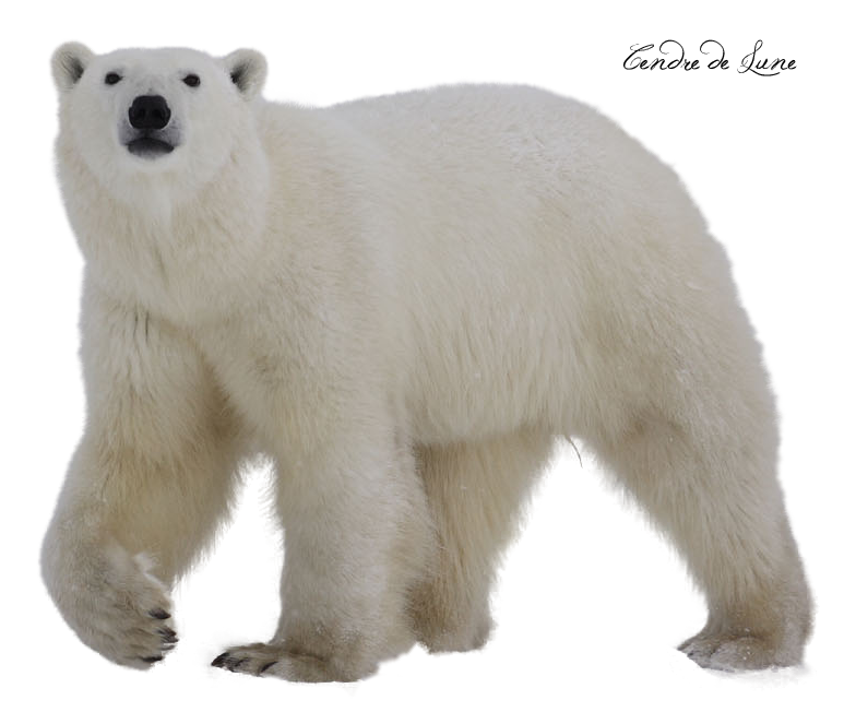 valentine clipart polar bear
