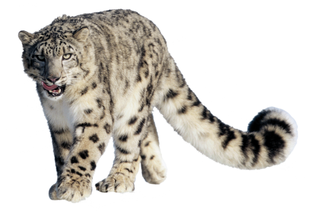 Leopard png by laki. Wolf clipart snow