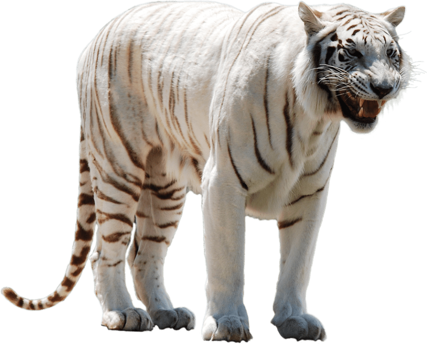 White png free images. Clipart snow tiger